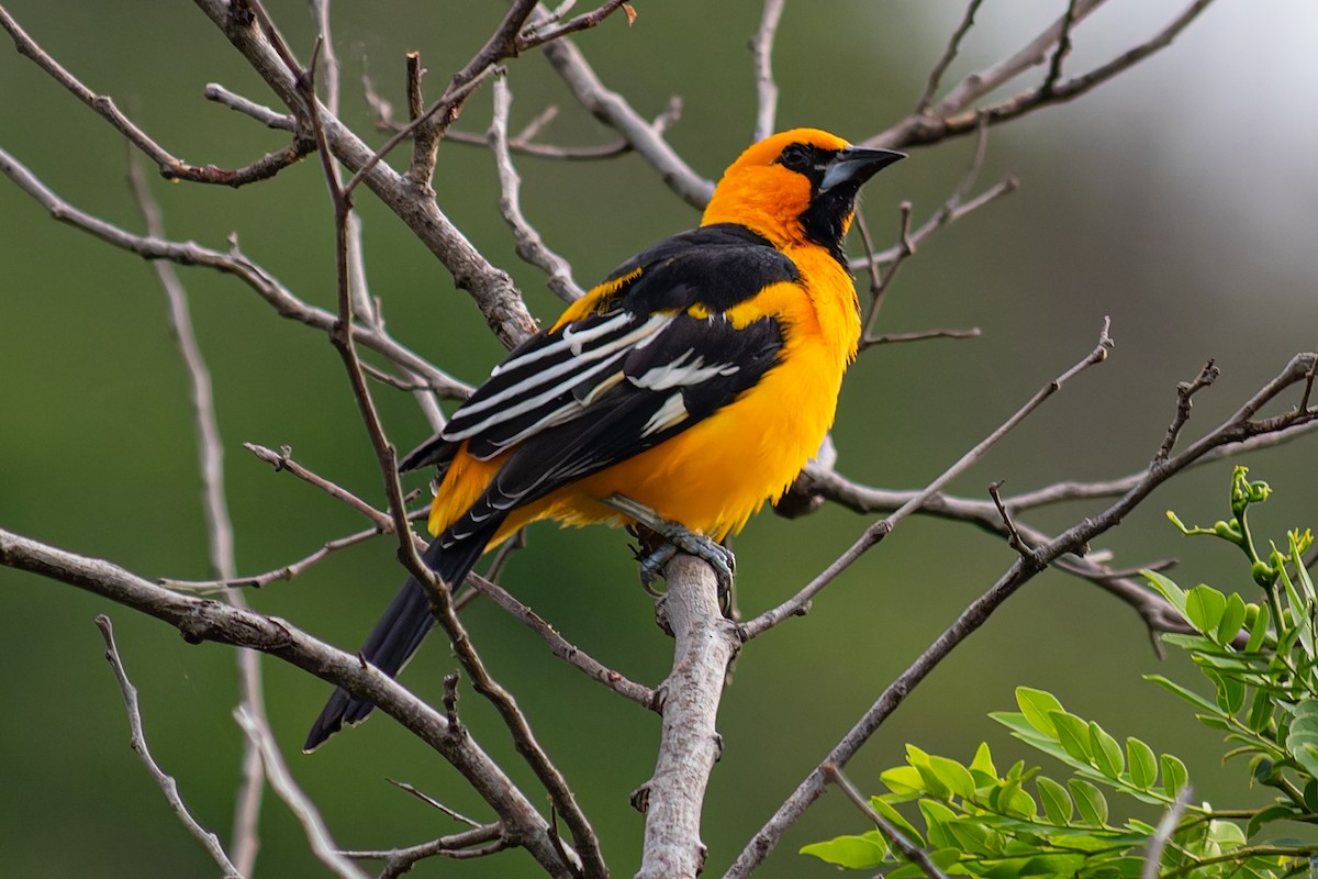 Altamira Oriole - Steve Juhasz