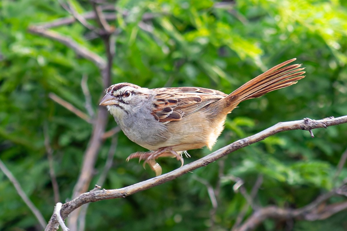 Cinnamon-tailed Sparrow - ML624369938