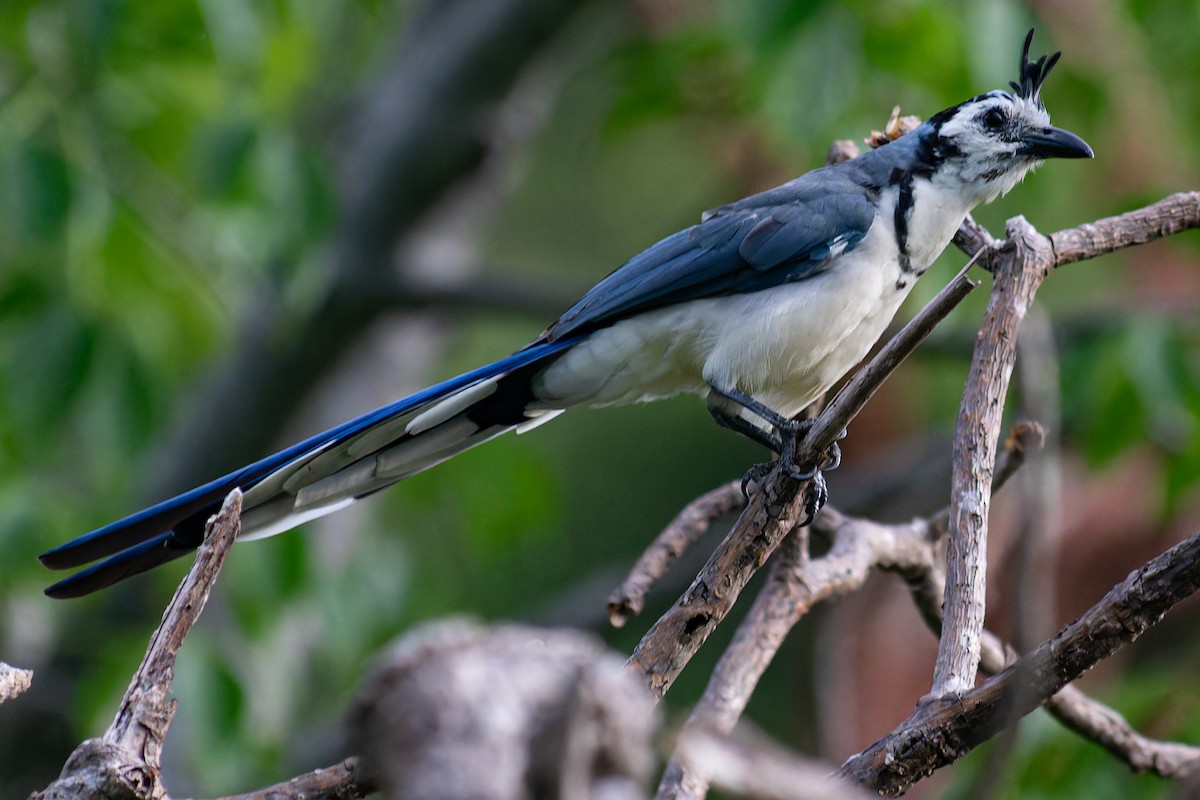 White-throated Magpie-Jay - ML624369946