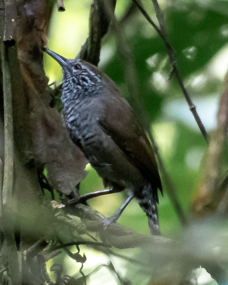 Speckle-breasted Wren - ML624370015