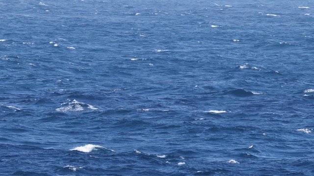 Arctic Tern - ML624370026