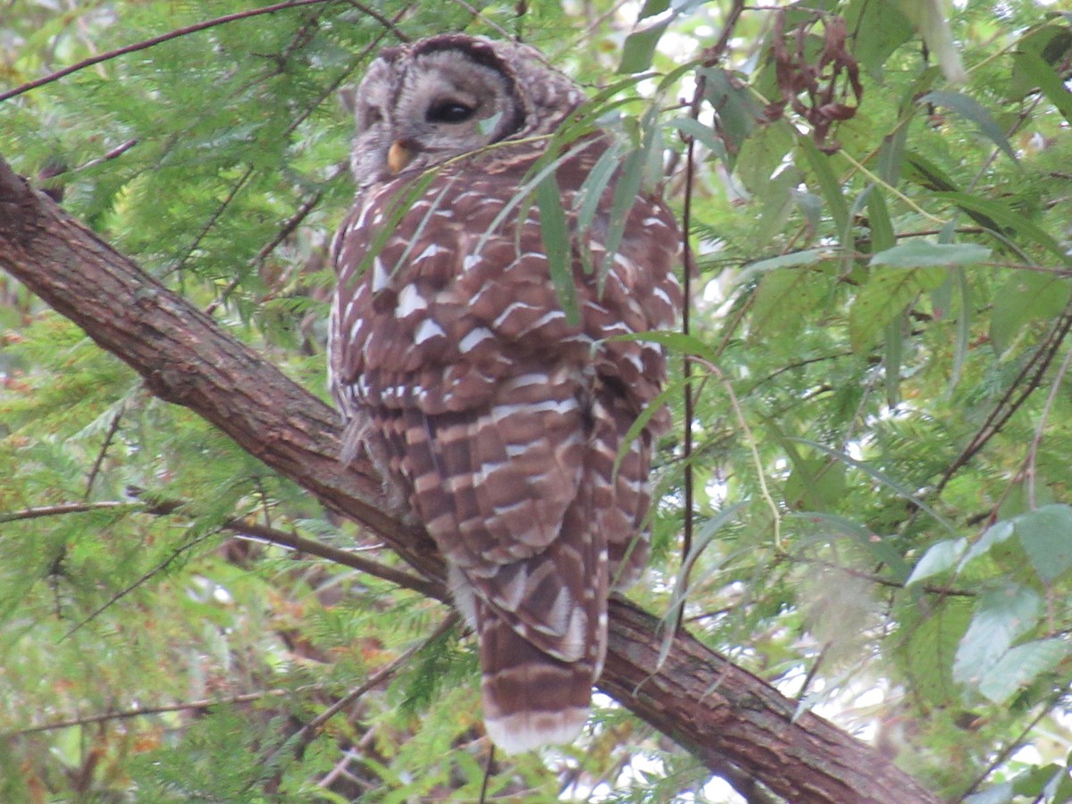 Barred Owl - ML624370351
