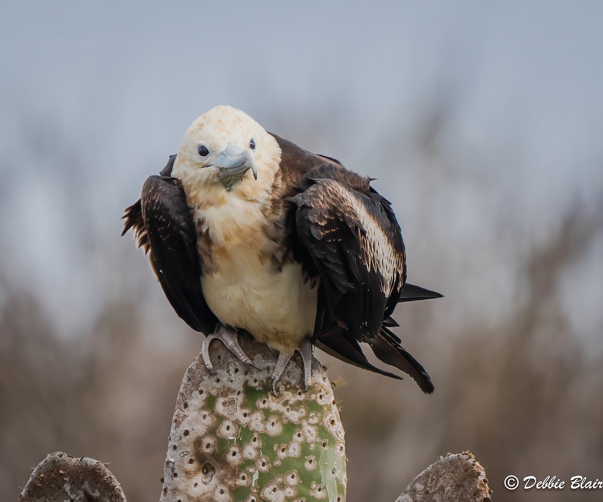 Great Frigatebird - ML624370429