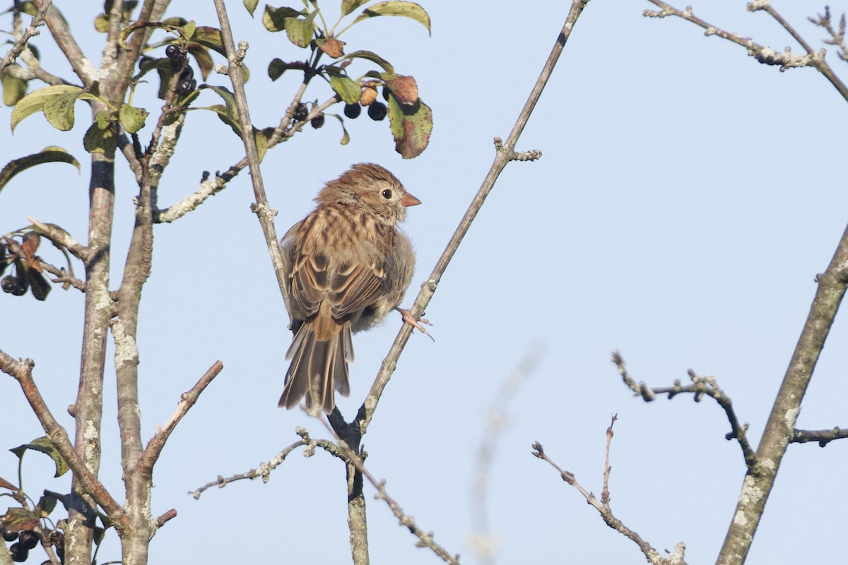 Field Sparrow - ML624370691