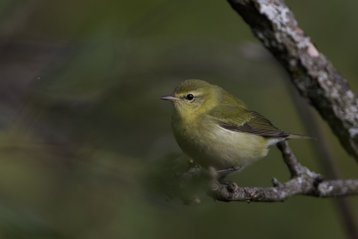 Tennessee Warbler - ML624370744