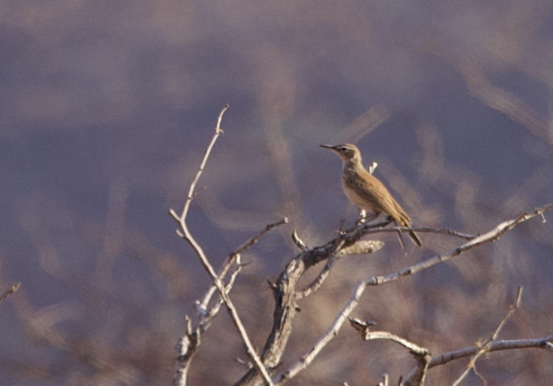 Karoo Long-billed Lark - ML624370797