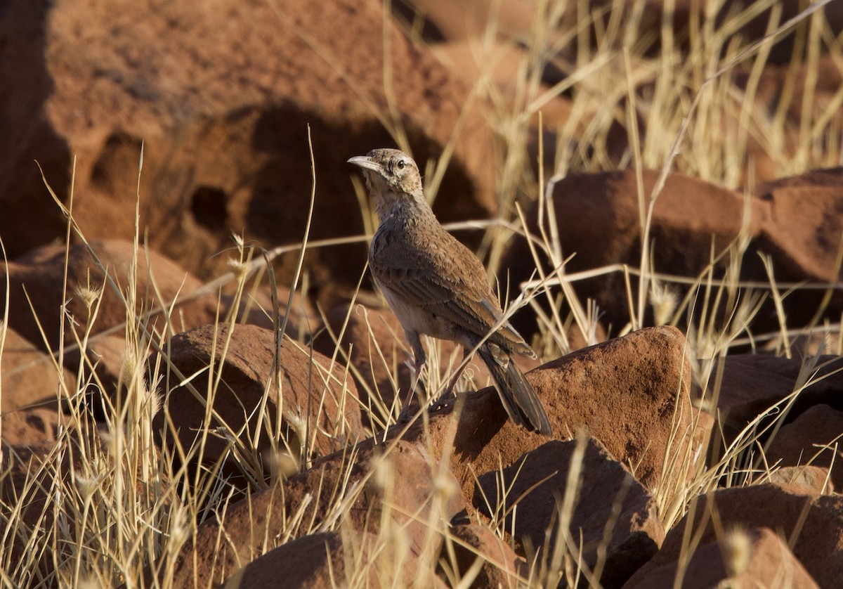Karoo Long-billed Lark - ML624370798