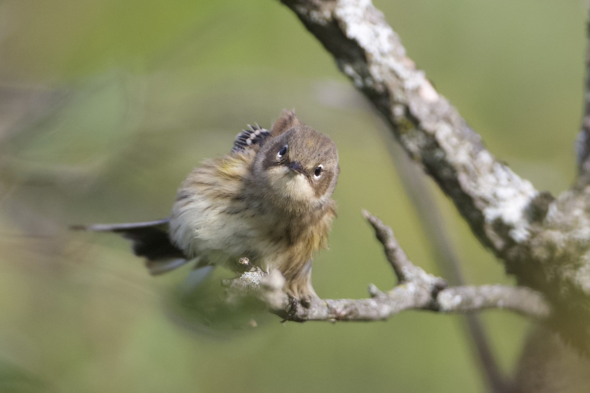 Yellow-rumped Warbler (Myrtle) - ML624370812