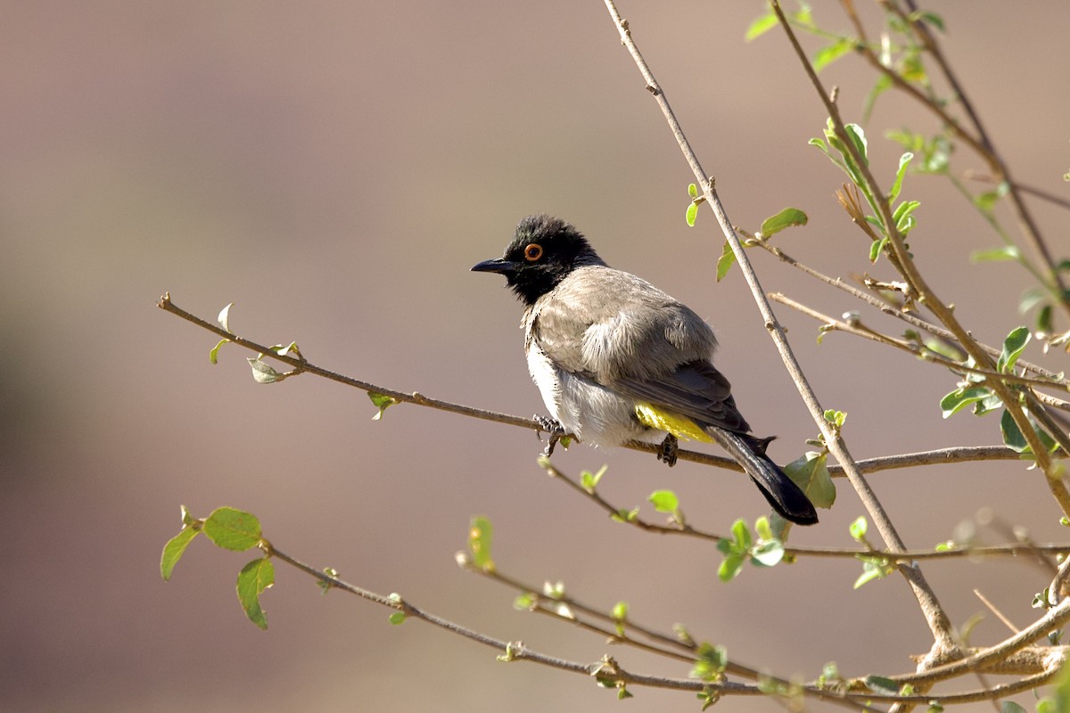 Black-fronted Bulbul - ML624370842