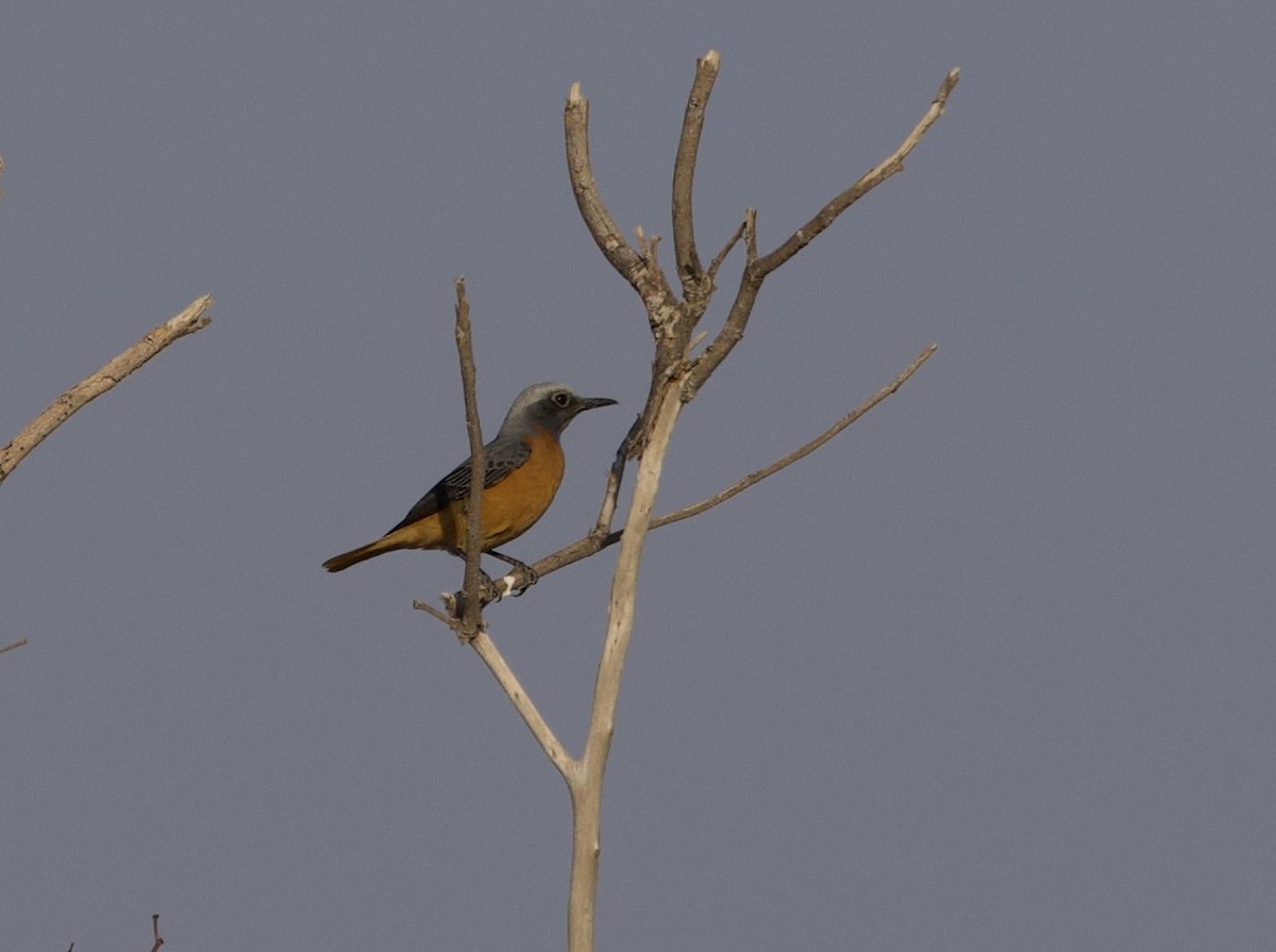 Short-toed Rock-Thrush - ML624370854