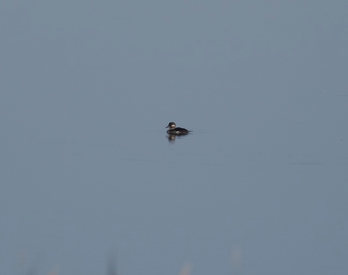 Bufflehead - ML624370875