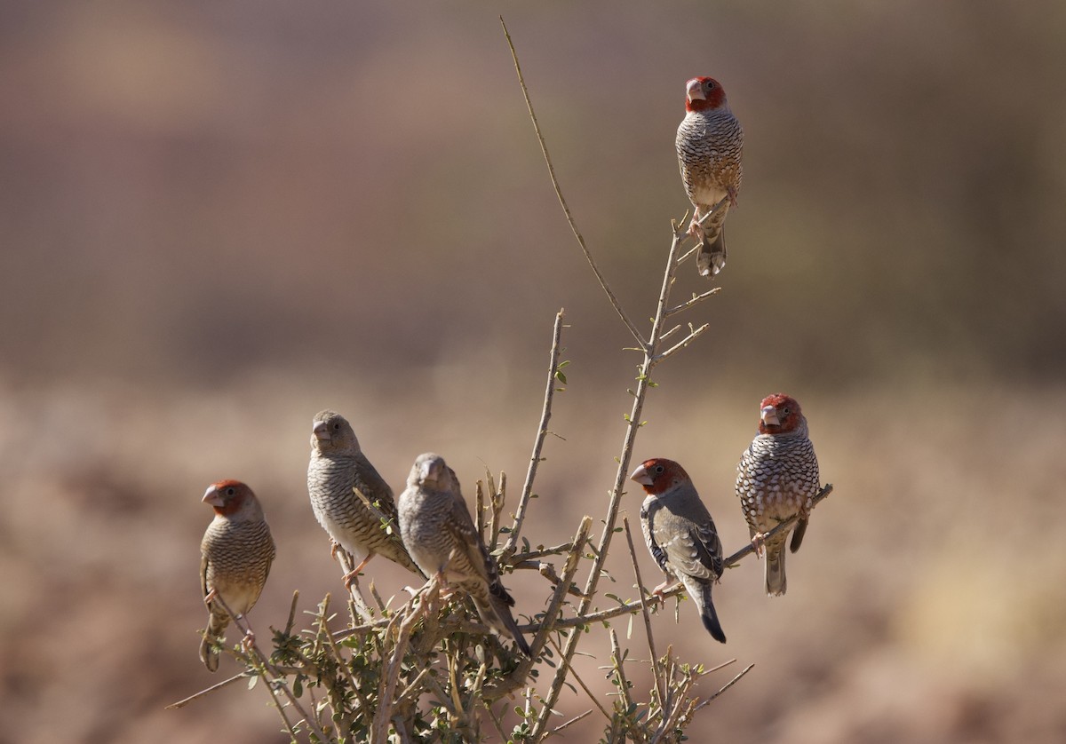 Red-headed Finch - ML624370885