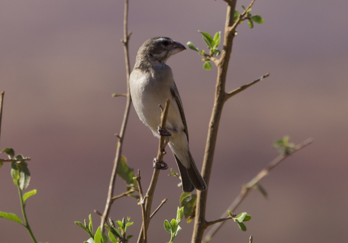 White-throated Canary - ML624370903