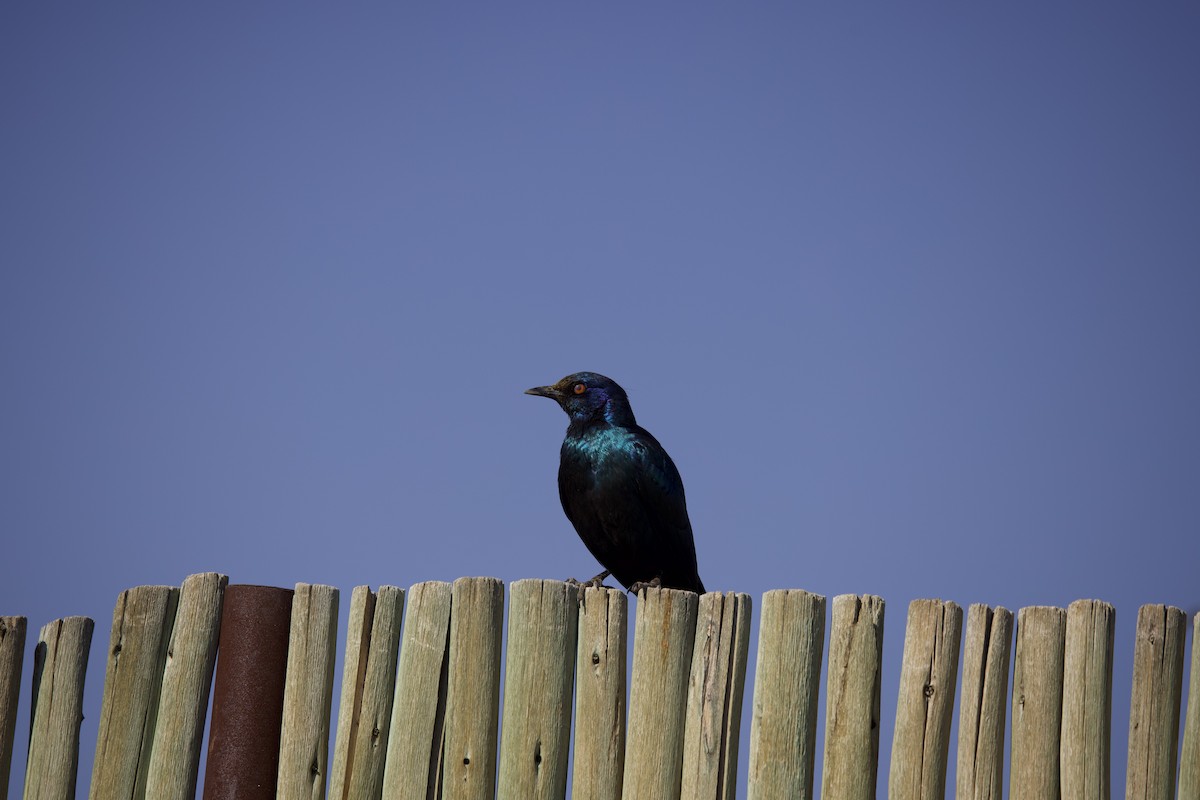 Cape Starling - ML624370923