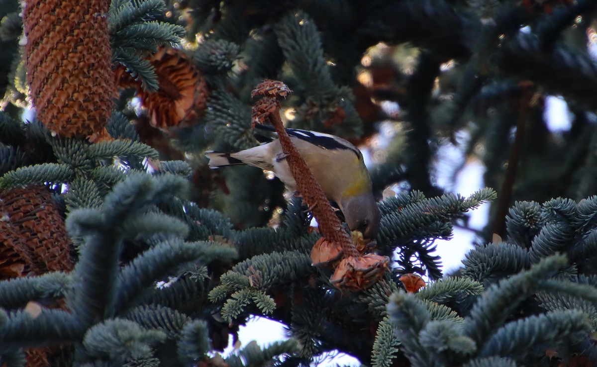 Evening Grosbeak - ML624370987