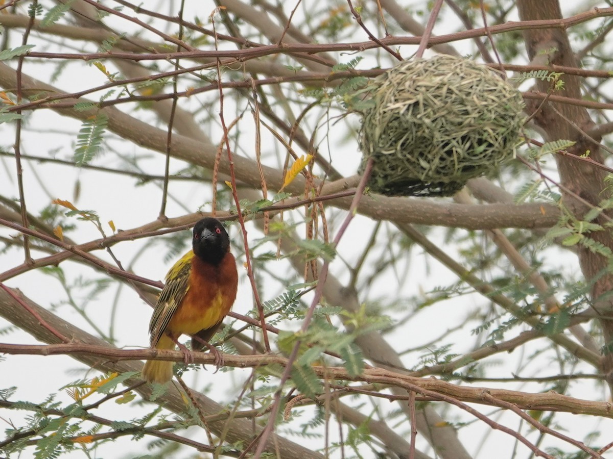 Golden-backed Weaver - Liz Soria