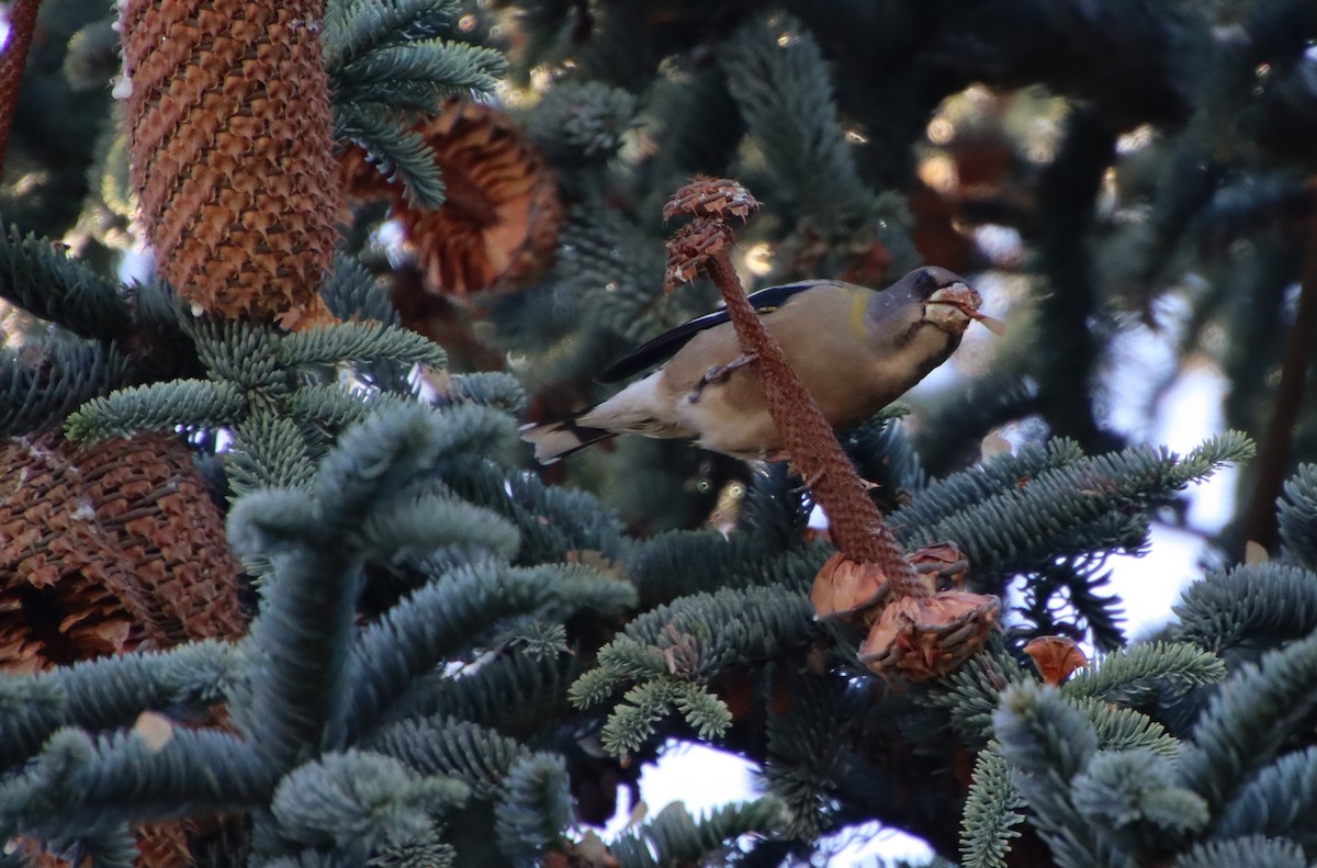 Evening Grosbeak - ML624371028