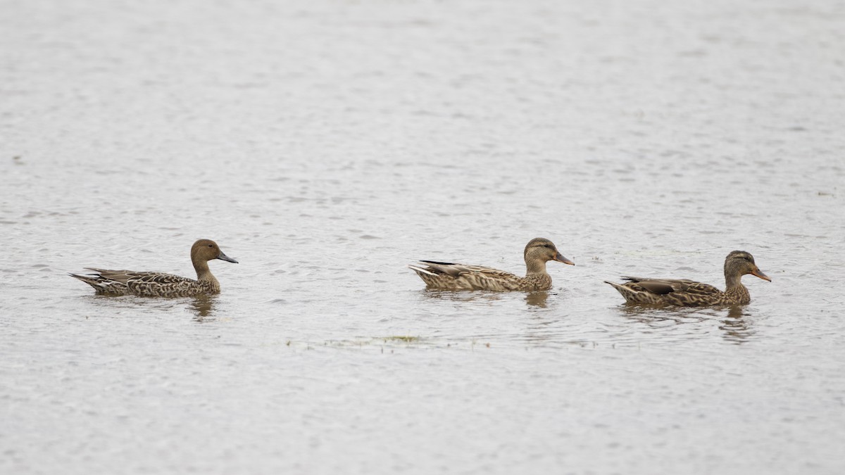 Northern Pintail - John Garrett