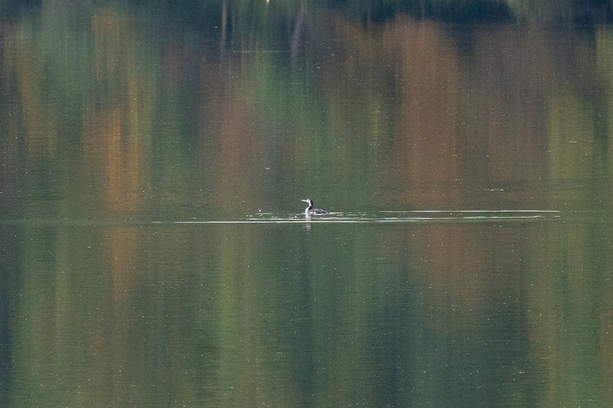 Common Loon - ML624371121