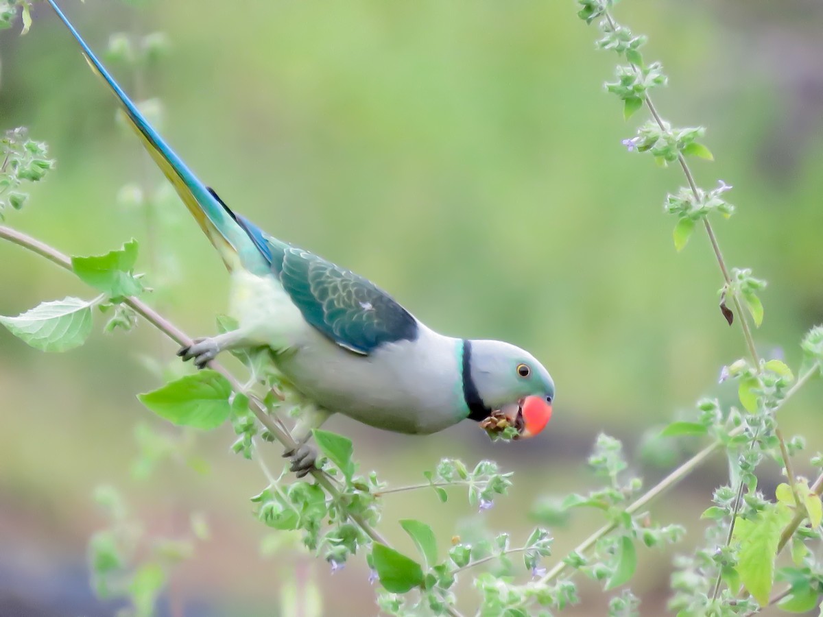 Malabar Parakeet - ML624371269