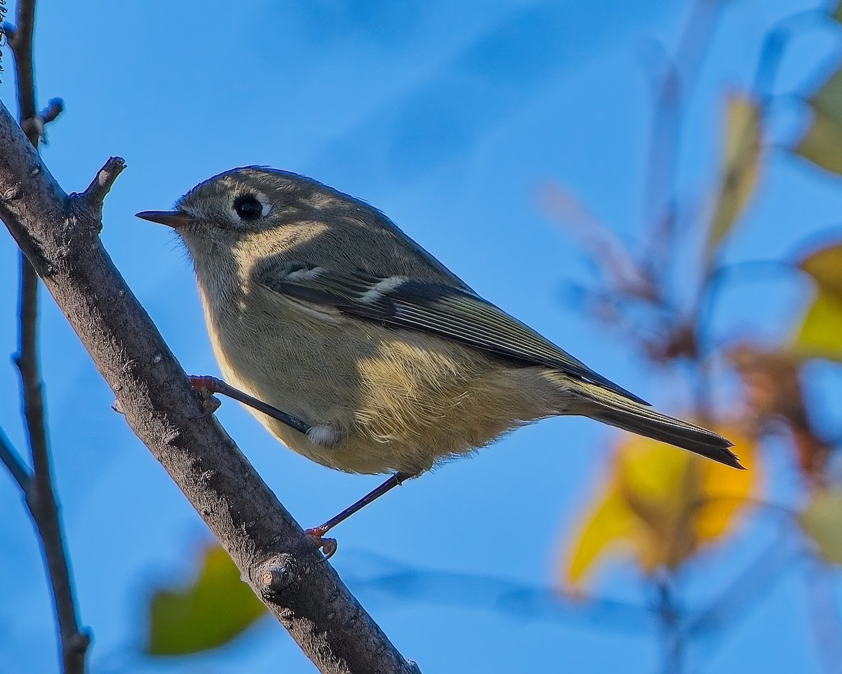 Ruby-crowned Kinglet - Frank Letniowski