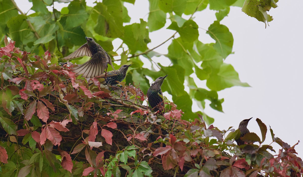European Starling - ML624371325