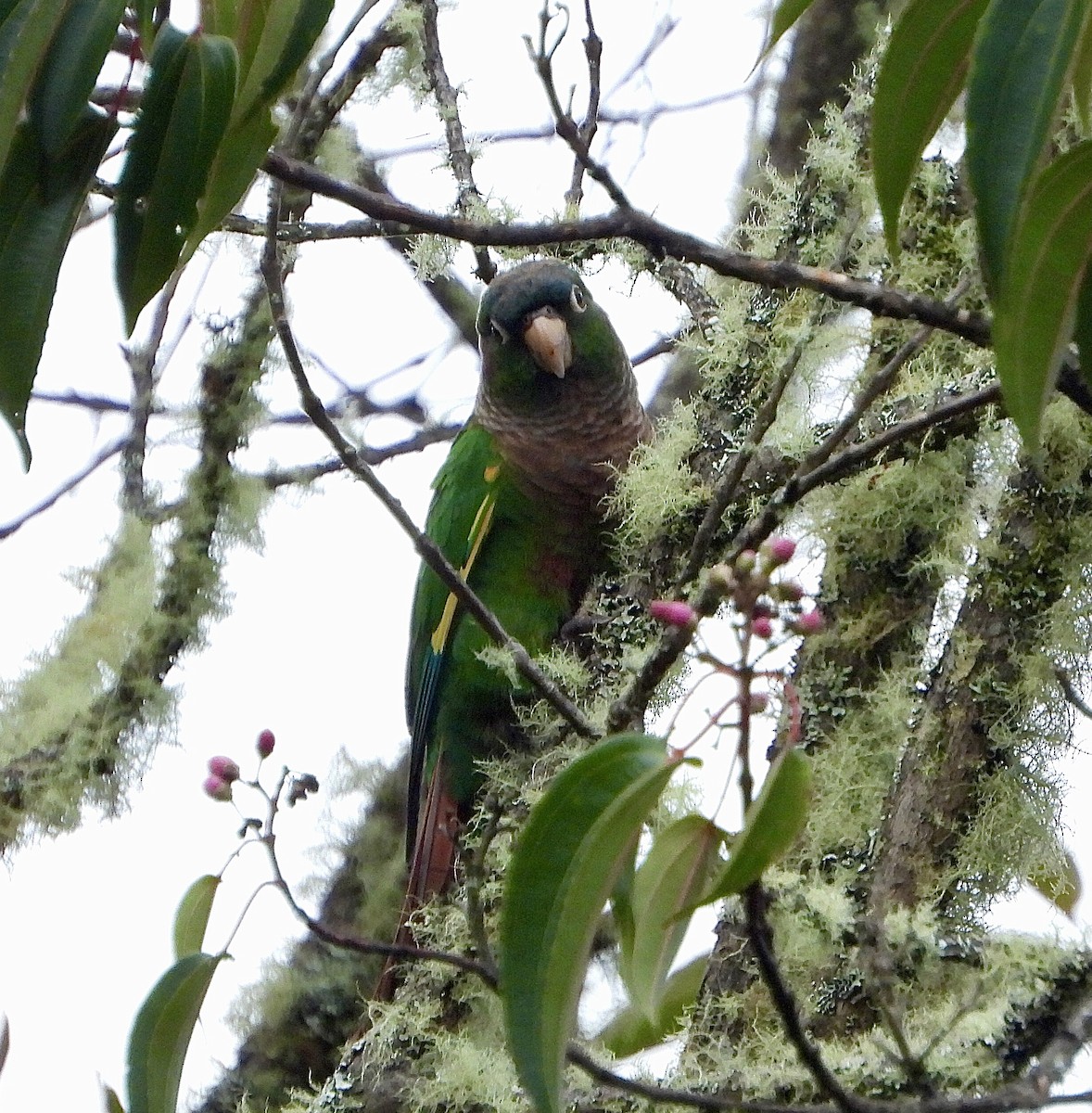 Brown-breasted Parakeet - ML624371392