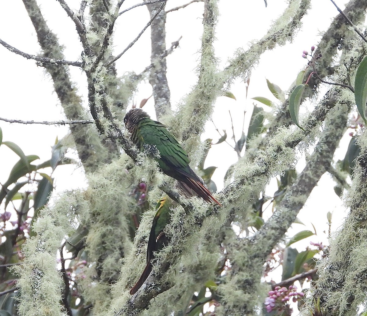 Brown-breasted Parakeet - ML624371393