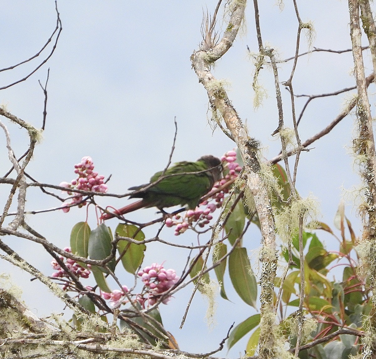 Brown-breasted Parakeet - ML624371394