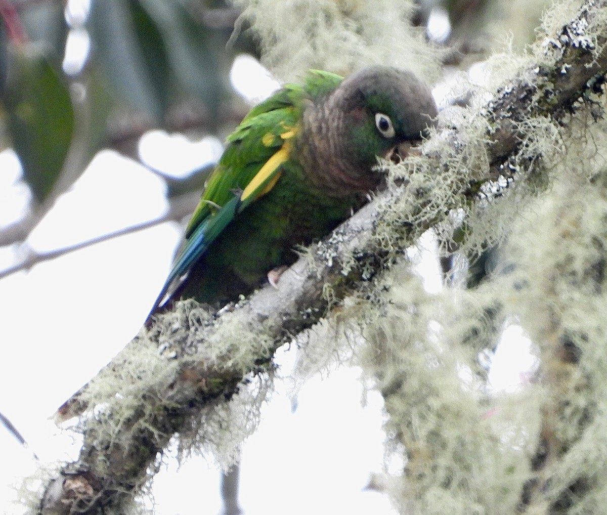 Brown-breasted Parakeet - ML624371396