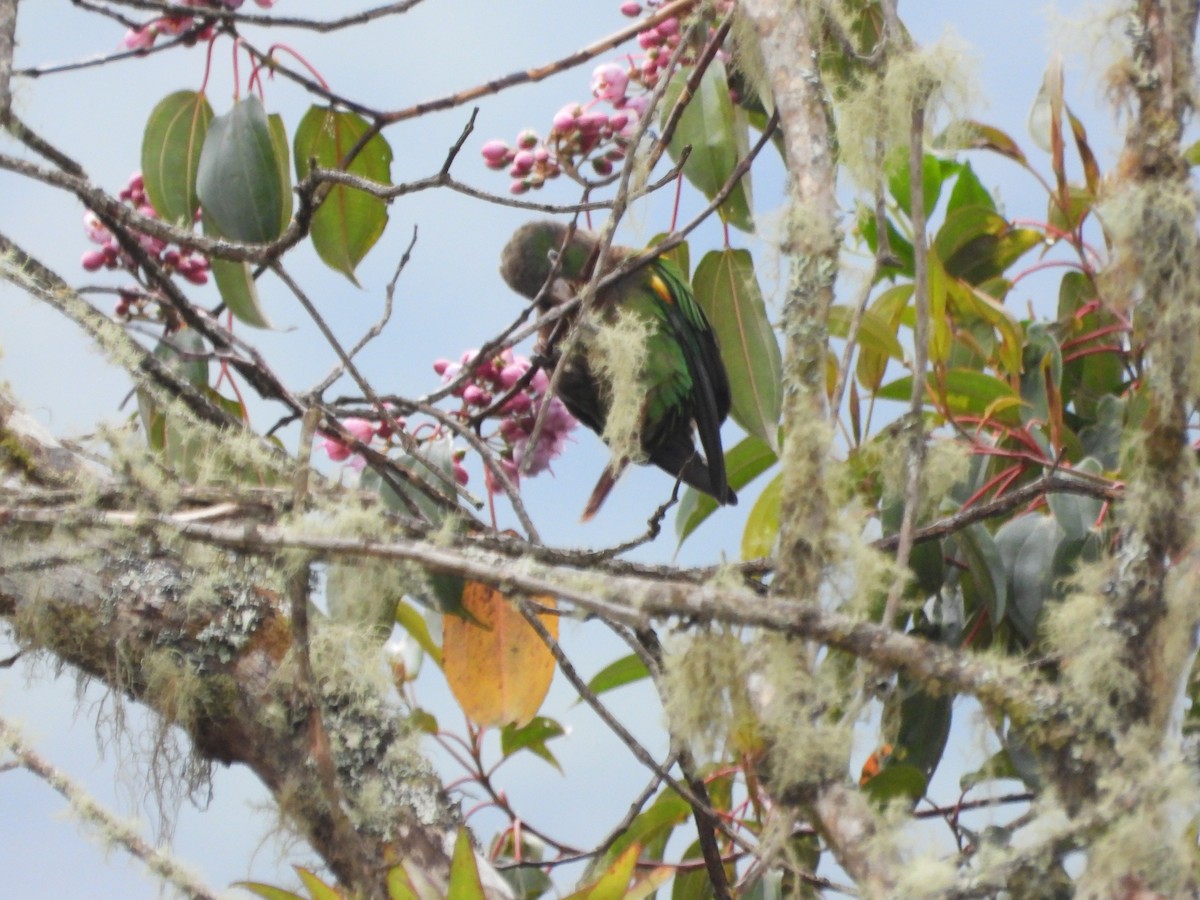 Brown-breasted Parakeet - ML624371397