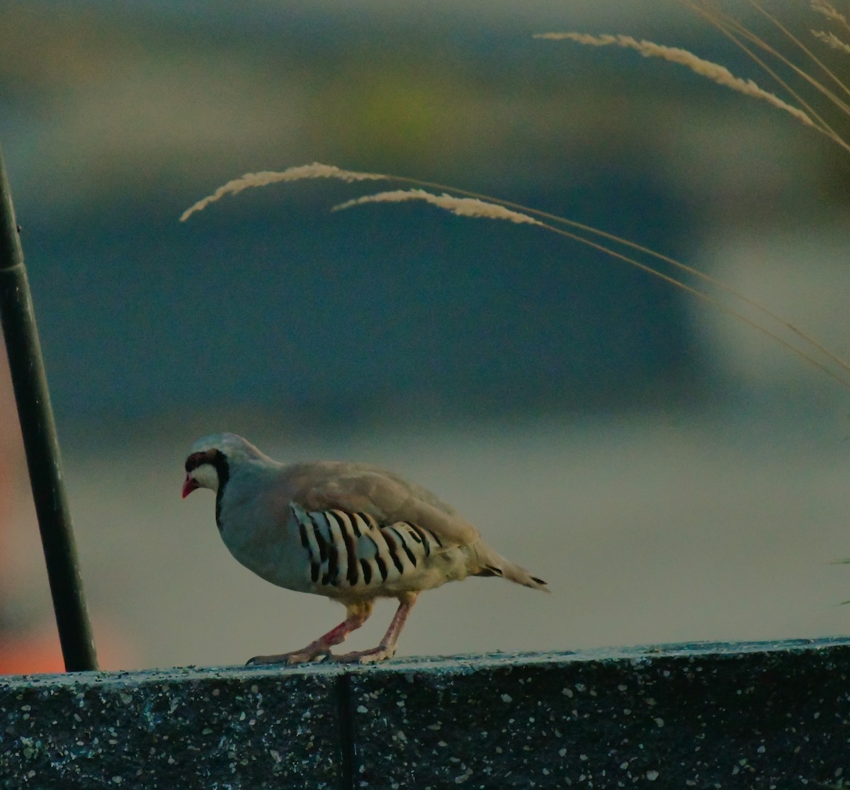 Chukar - ML624371466