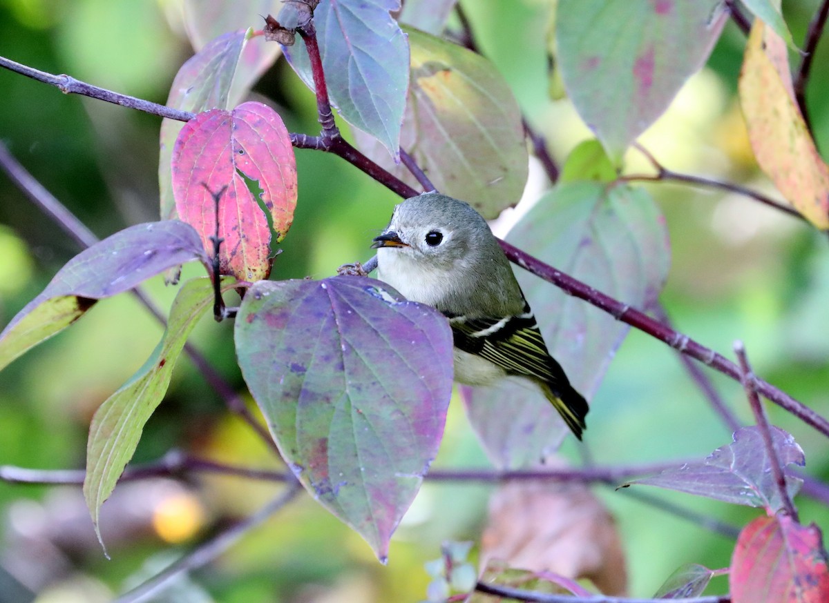 Ruby-crowned Kinglet - ML624371570