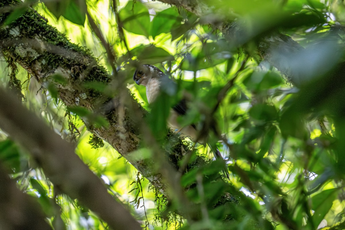 Collared Forest-Falcon - ML624371712