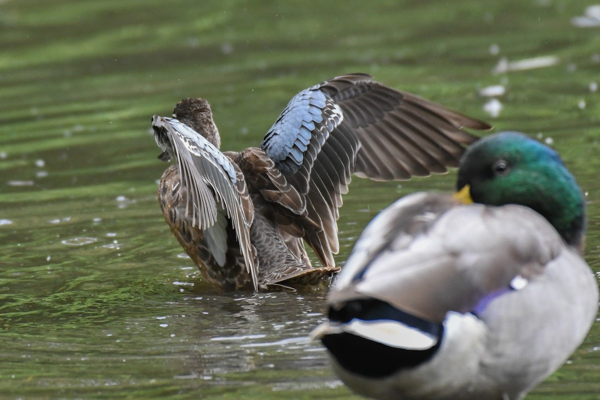 Blue-winged Teal - David Jeffrey Ringer