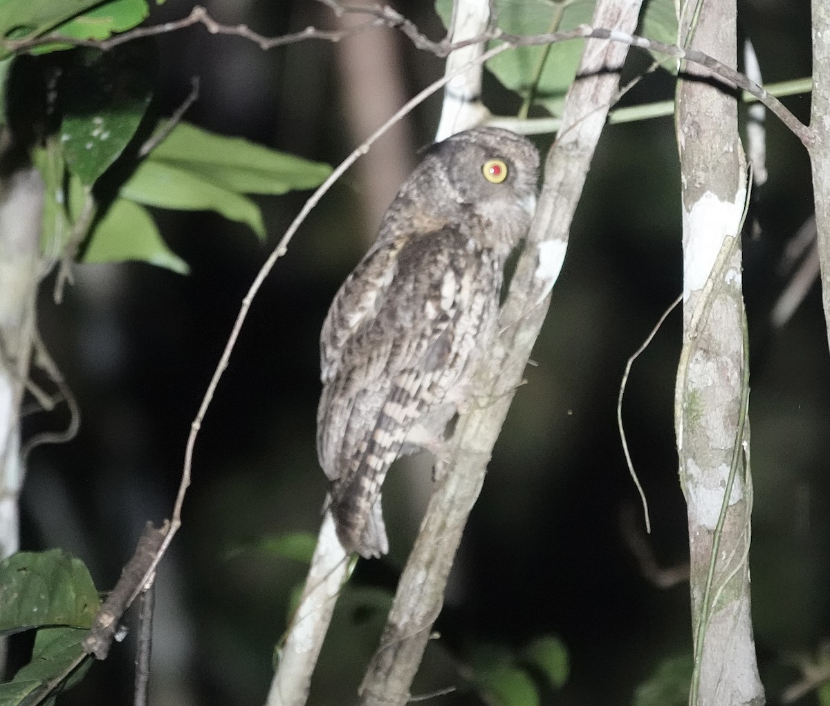 Black-capped Screech-Owl - ML624371944