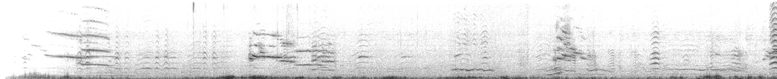 Belcher's Gull - ML624371962