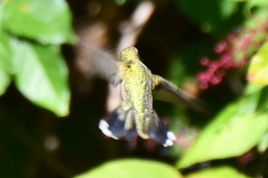 Black-chinned Hummingbird - ML624371987