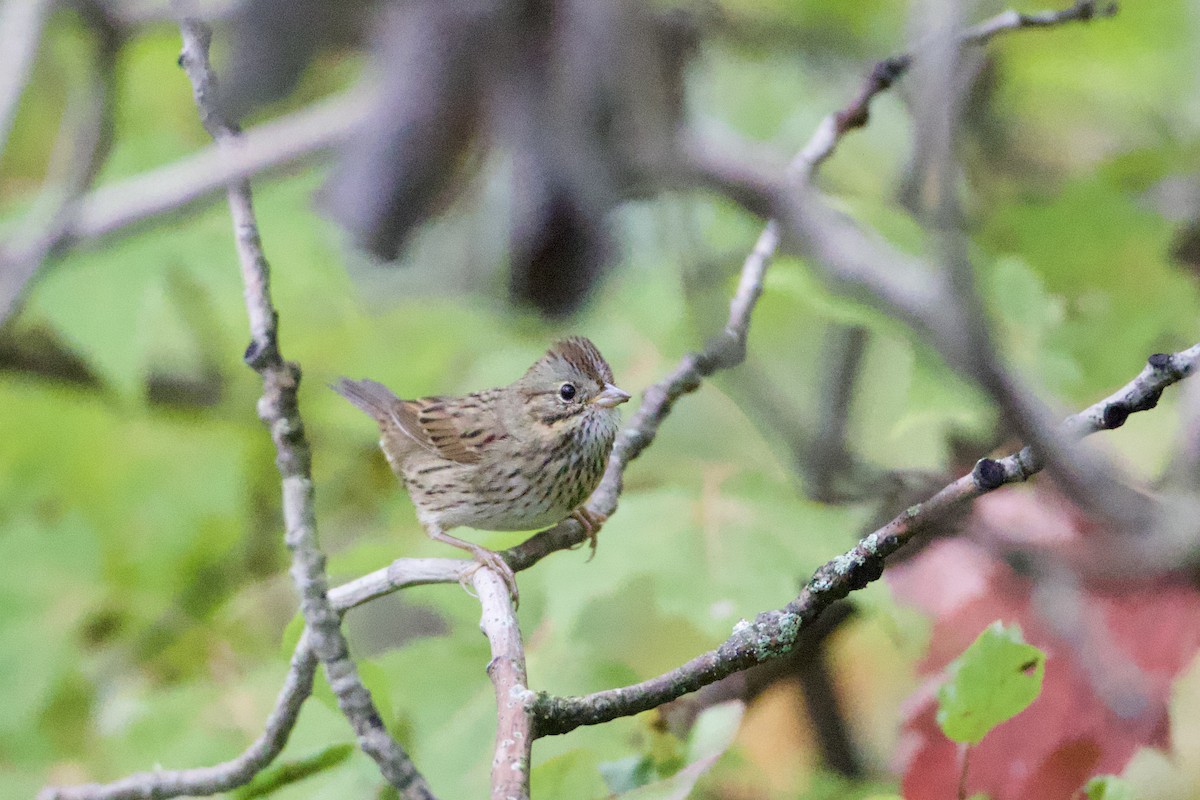 Lincoln's Sparrow - ML624372095