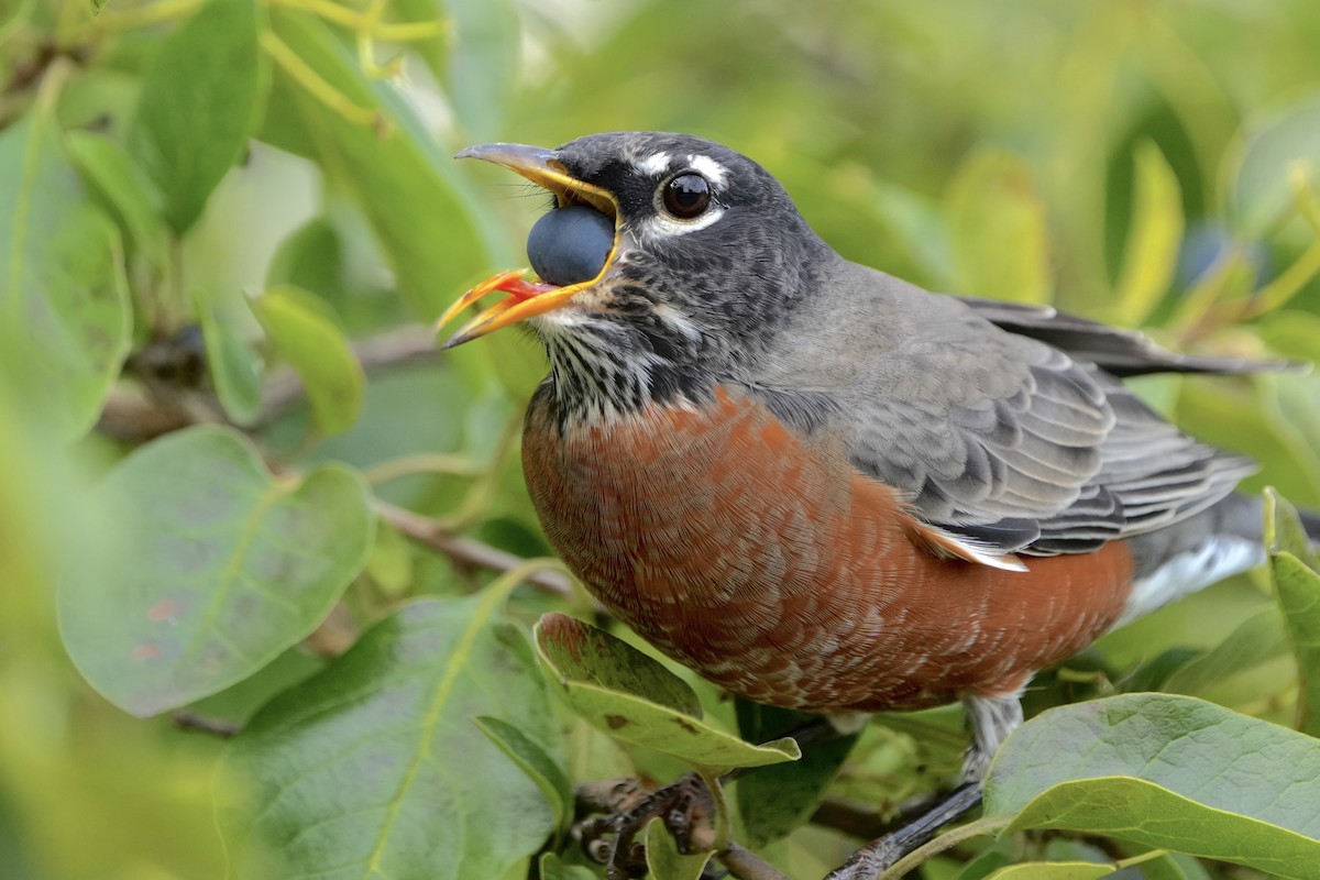 American Robin - Tzvi Deutsch