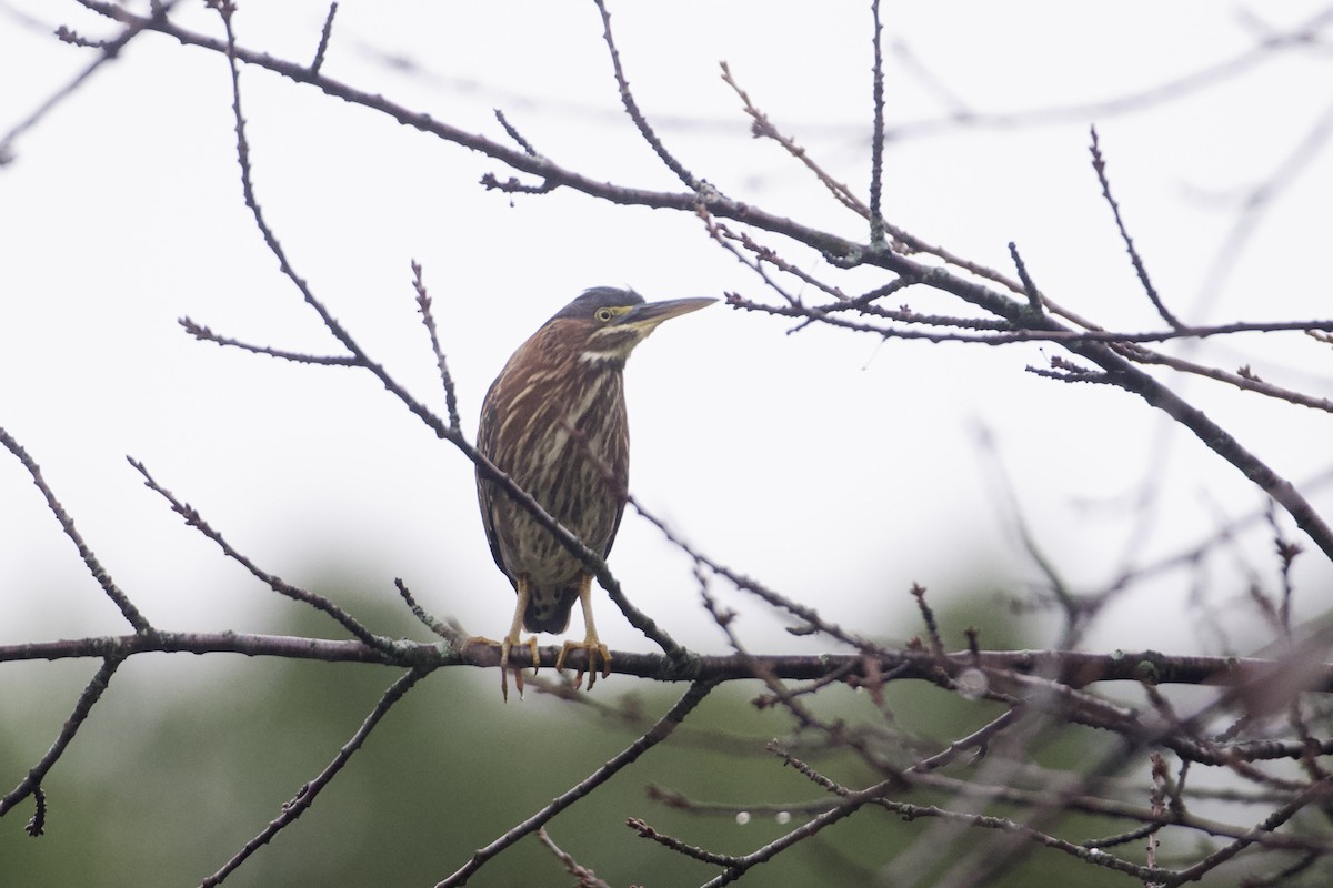 Green Heron - ML624372134