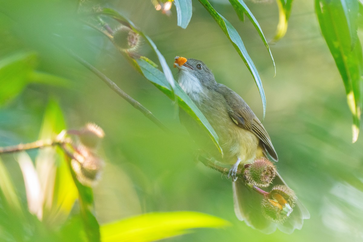 Puff-throated Bulbul - ML624372201