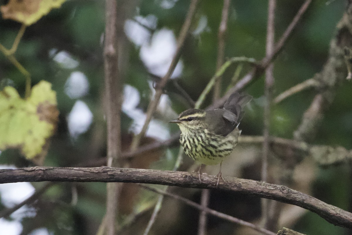 Northern Waterthrush - ML624372230