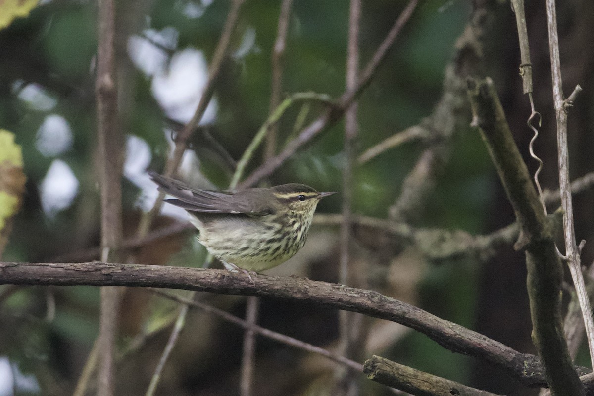 Northern Waterthrush - ML624372231