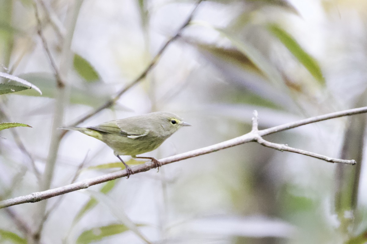 Orange-crowned Warbler (Gray-headed) - ML624372245