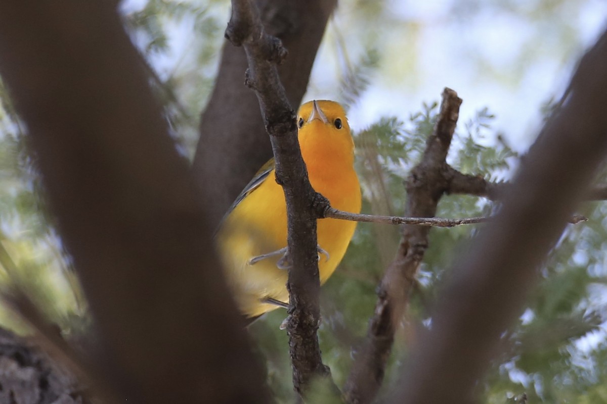 Prothonotary Warbler - ML624372272