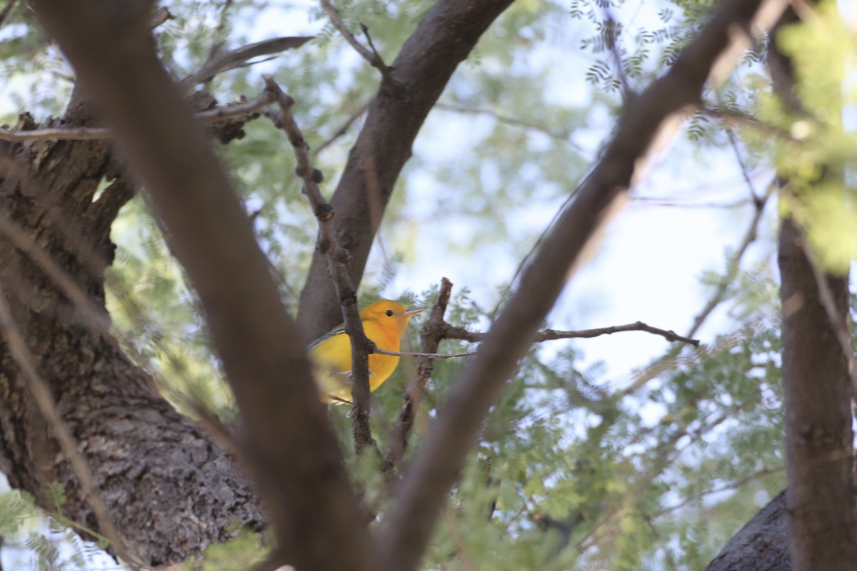 Prothonotary Warbler - ML624372273