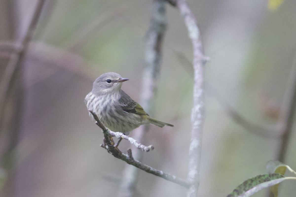 Cape May Warbler - ML624372304