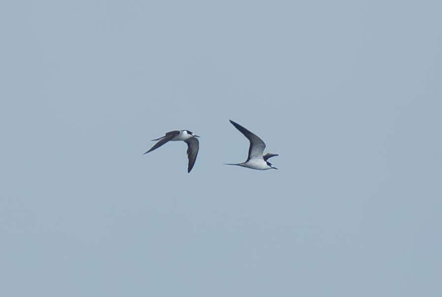 Sooty Tern - ML624372315