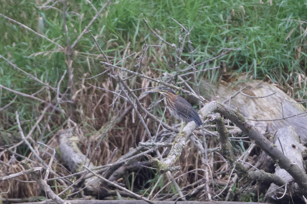 Green Heron - ML624372373